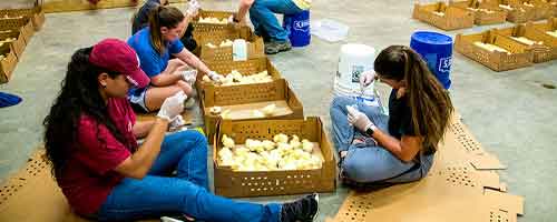 Undergraduates working on a project