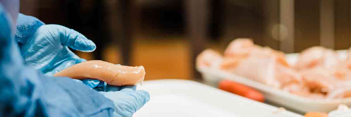 Gloved hand holding a raw chicken breast in a lab setting